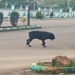 "Security Scare in Ebonyi: Panic-stricken government workers scramble to safety over a stray dog."