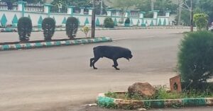 "Security Scare in Ebonyi: Panic-stricken government workers scramble to safety over a stray dog."