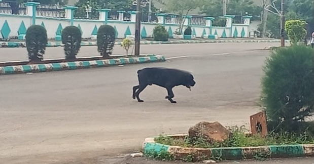 "Security Scare in Ebonyi: Panic-stricken government workers scramble to safety over a stray dog."