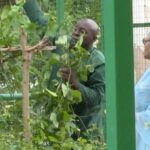First Lady Oluremi Tinubu Motivates Nigerians as She Harvests Fresh Vegetables From State House Garden