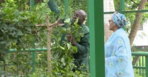 First Lady Oluremi Tinubu Motivates Nigerians as She Harvests Fresh Vegetables From State House Garden